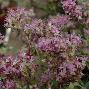 Arctic Campion flowers