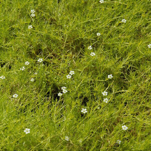 Scotch Moss flowers