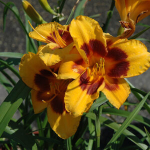 Black Eyed Susan Daylily flowers
