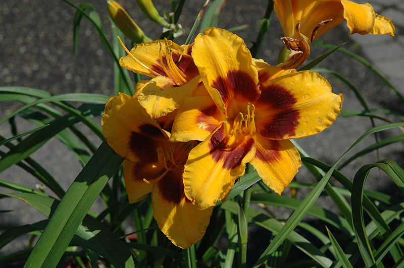 Black Eyed Susan Daylily flowers