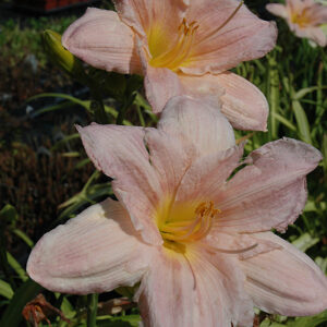 Barbara Mitchell Daylily flowers