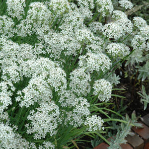 Garlic Chives in bloom