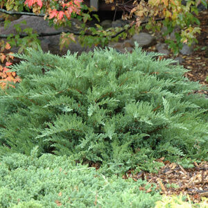 Moor-Dense Juniper