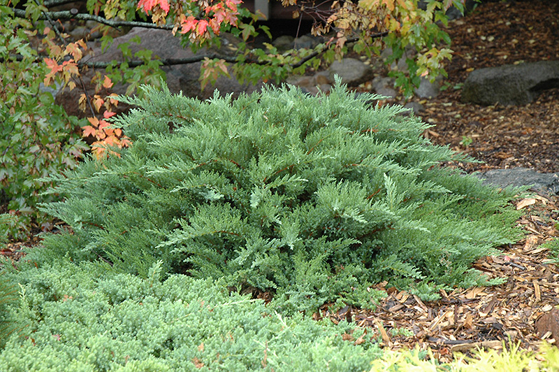 Moor-Dense Juniper