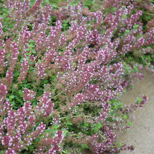 Gold Edge Lemon Thyme flowers