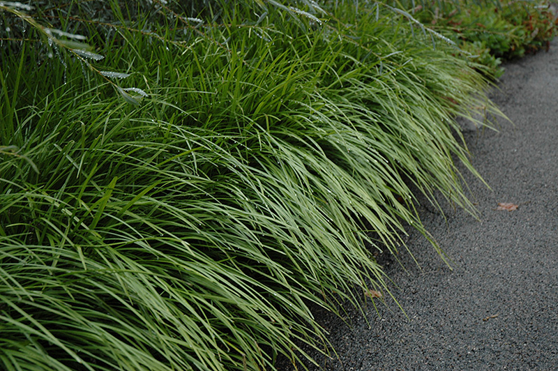 Lily Turf