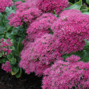 Neon Stonecrop flowers