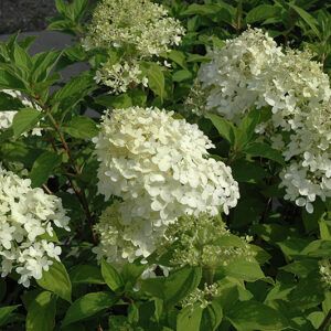 Little Lamb Hydrangea flowers