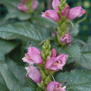 Hot Lips Turtlehead flowers