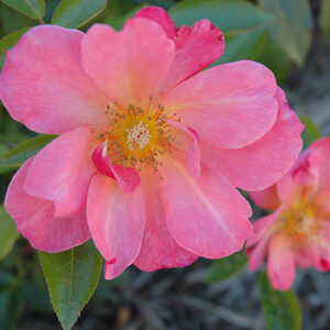 All The Rage Rose flowers