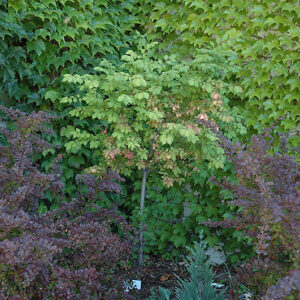 Burning Bush (tree form)