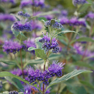 Dark Knight Caryopteris flowers