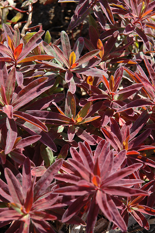 Bonfire Cushion Spurge foliage