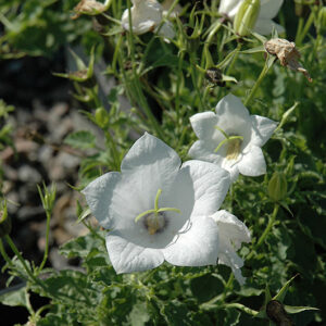 White Uniform Bellflower flowers