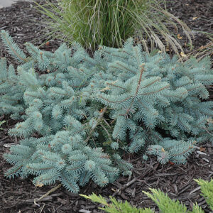 Procumbens Spruce