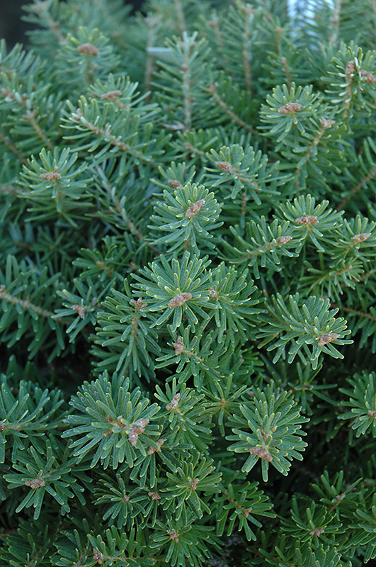 Green Carpet Korean Fir foliage