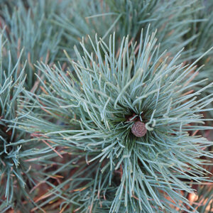 Dwarf Blue Swiss Stone Pine foliage