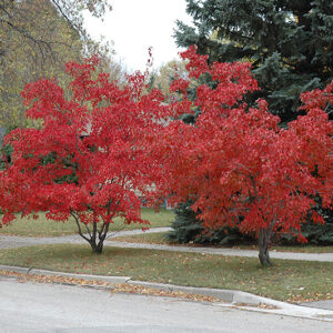 Flame Amur Maple in fall