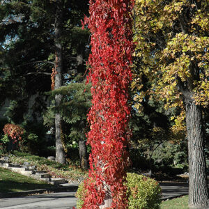 Virginia Creeper in fall