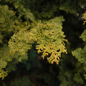 Slender Hinoki Falsecypress foliage
