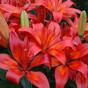 Matrix&reg; Lily flowers