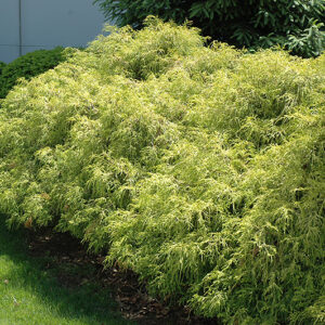 Dwarf Golden Sawara Falsecypress
