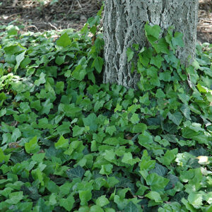Baltic Ivy