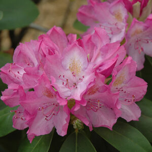 English Roseum Rhododendron flowers