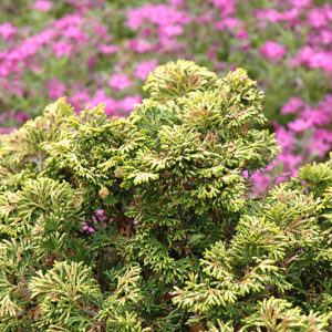 Verdon Dwarf Hinoki Falsecypress foliage