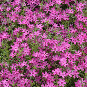 Crimson Beauty Moss Phlox flowers