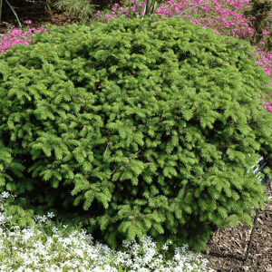 Elegans Spruce