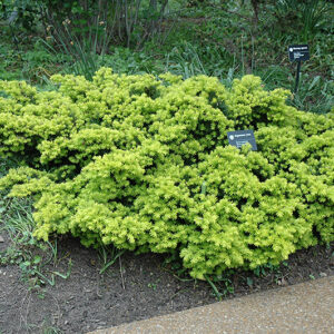 Dwarf Golden Japanese Yew
