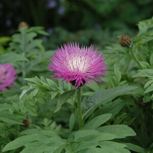 Cornflower flowers