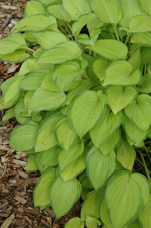 Emerald Tiara Hosta foliage