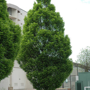 Pyramidal European Hornbeam