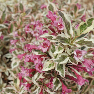 My Monet&reg; Weigela flowers