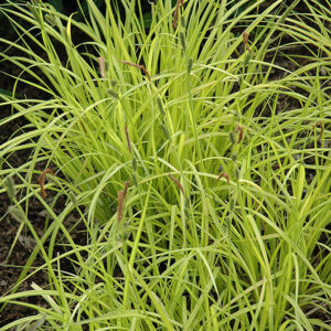 Bowles' Golden Sedge