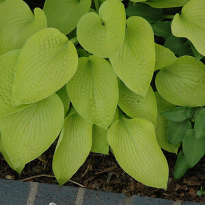 Little Aurora Hosta foliage