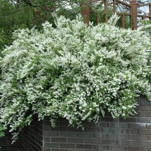 Slender Deutzia in bloom