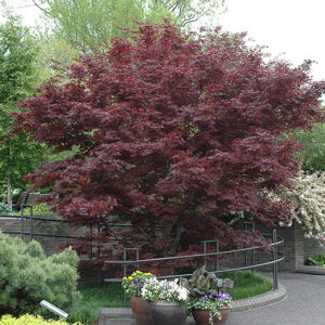 Bloodgood Japanese Maple