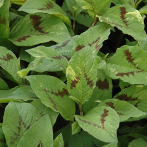 Painter's Palette Fleeceflower foliage