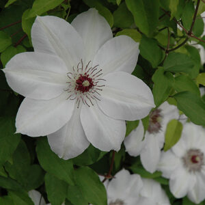 Henryi Hybrid Clematis flowers