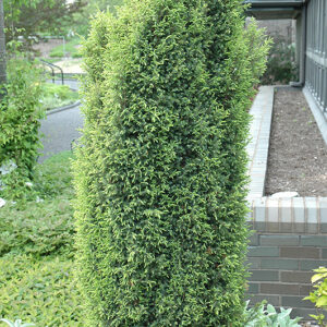 Gold Cone Juniper