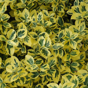 Emerald 'n' Gold Wintercreeper foliage