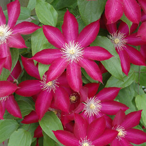 Bourbon Clematis flowers