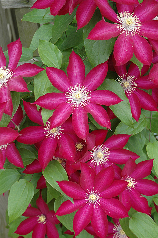 Bourbon Clematis flowers