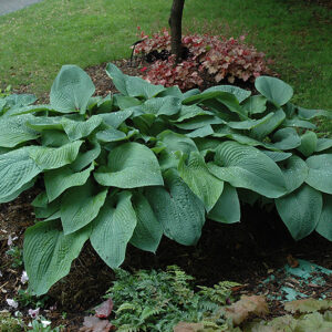 Blue Mammoth Hosta