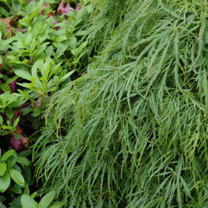 Cutleaf Japanese Maple foliage