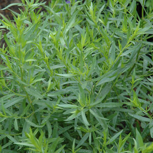French Tarragon foliage