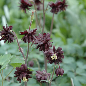 Black Barlow Columbine flowers